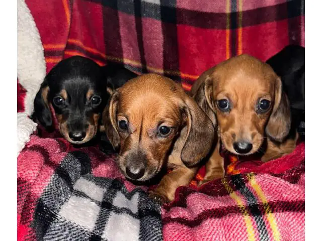 3 boys and 1 girl wiener dog puppies - 1/5