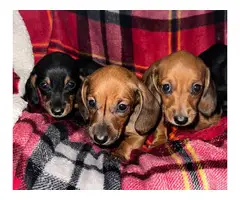3 boys and 1 girl wiener dog puppies