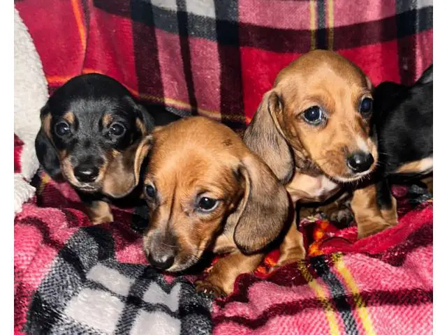 3 boys and 1 girl wiener dog puppies - 2/5