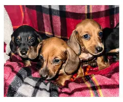 3 boys and 1 girl wiener dog puppies - 2