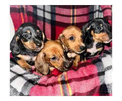 3 boys and 1 girl wiener dog puppies