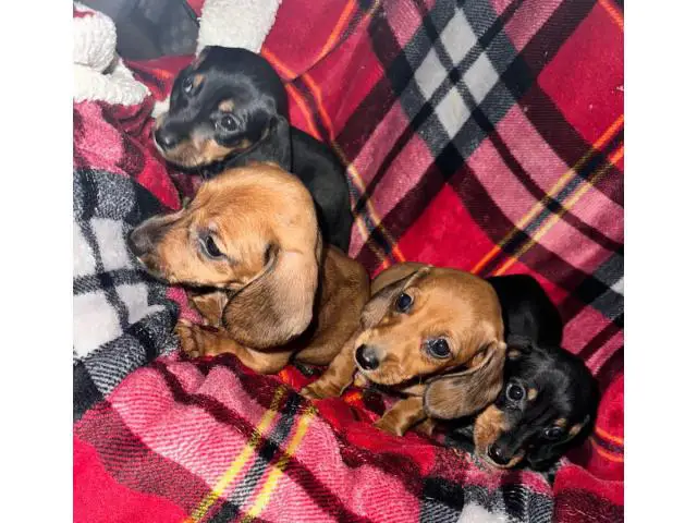 3 boys and 1 girl wiener dog puppies - 4/5