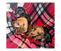3 boys and 1 girl wiener dog puppies - 4