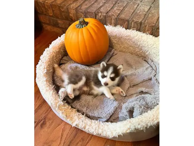 Pomsky puppies one female and one male - 1/7