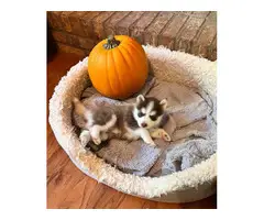 Pomsky puppies one female and one male