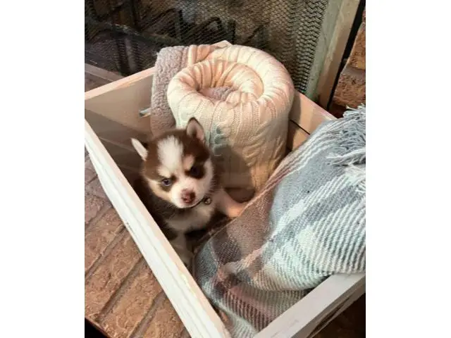 Pomsky puppies one female and one male - 3/7