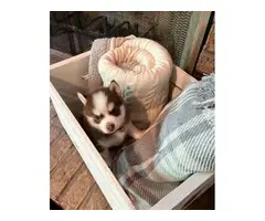 Pomsky puppies one female and one male - 3
