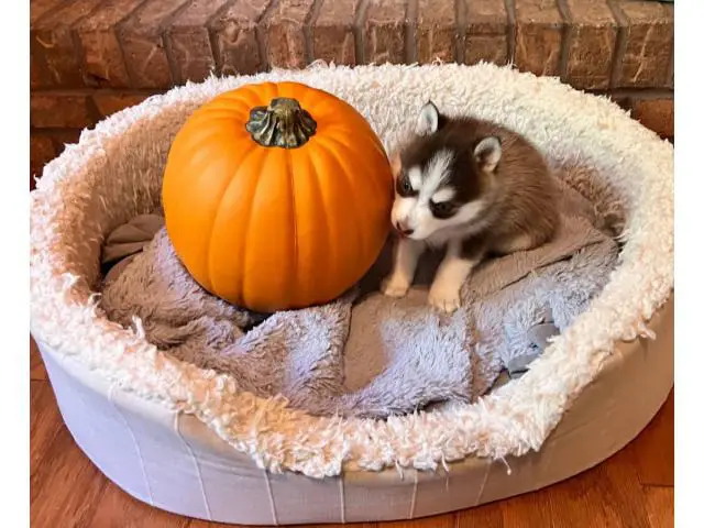 Pomsky puppies one female and one male - 4/7