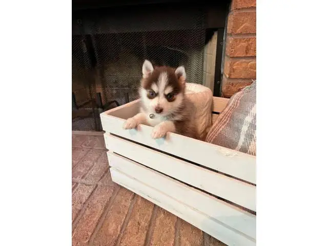 Pomsky puppies one female and one male - 6/7