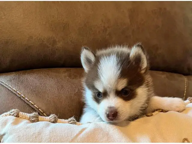 Pomsky puppies one female and one male - 7/7