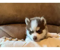Pomsky puppies one female and one male - 7