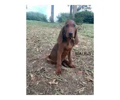 Redbone Coonhound puppies - 3