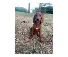 Redbone Coonhound puppies - 5