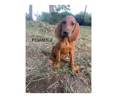 Redbone Coonhound puppies - 9
