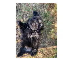 Female Shih-tzu Maltese puppy - 4