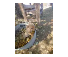 Mountain Feist Farm Puppies for Sale