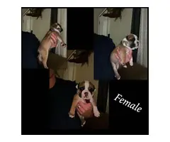 English Bulldog puppies for sale - 1