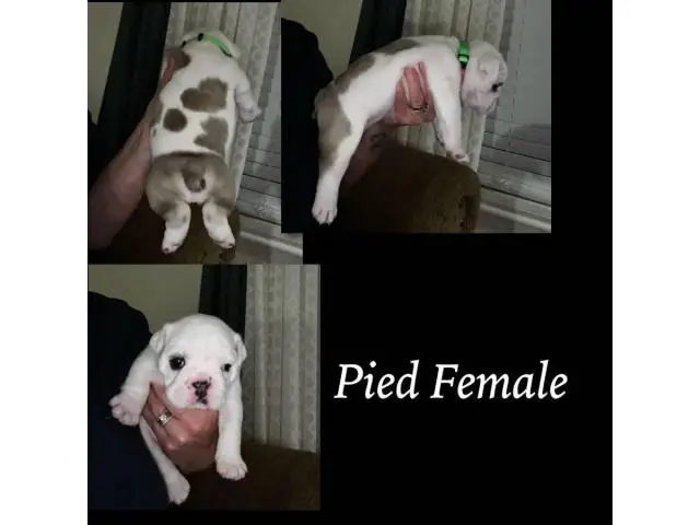 English Bulldog puppies for sale - 4/8