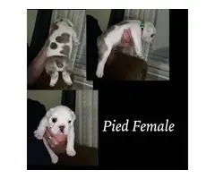 English Bulldog puppies for sale - 4