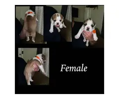 English Bulldog puppies for sale - 7