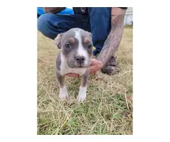 2 female American bully puppies looking for a new home