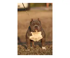 2 female American bully puppies looking for a new home