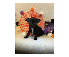 2 Chihuahua Puppies available - 4