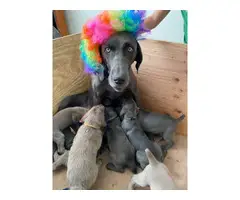 Weimaraner puppies for sale - 9