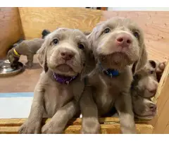 Weimaraner puppies for sale - 10