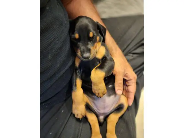 Female Doberman puppy for sale - 2/4