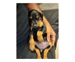 Female Doberman puppy for sale - 2