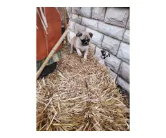 2 Pug puppies for sale - 2