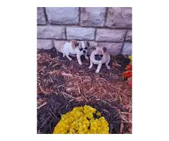 2 Pug puppies for sale - 3