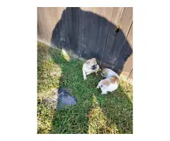 2 Pug puppies for sale - 4