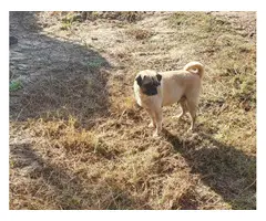 2 Pug puppies for sale - 5