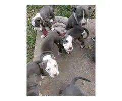 9 weeks old blue pitbull puppies for sale