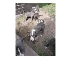 9 weeks old blue pitbull puppies for sale