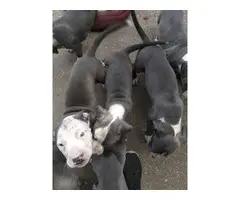 9 weeks old blue pitbull puppies for sale