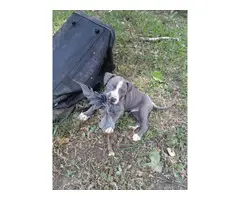 9 weeks old blue pitbull puppies for sale