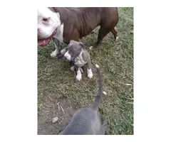 9 weeks old blue pitbull puppies for sale