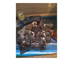 9 weeks old blue pitbull puppies for sale