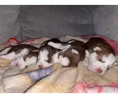 4 Siberian husky puppies for sale - 5