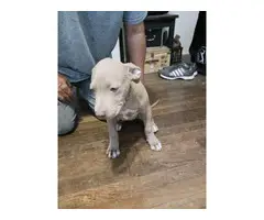 4 months old pitbull puppies need a new home