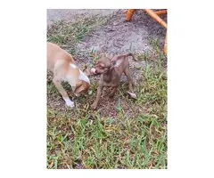 2 male Chihuahua Puppies