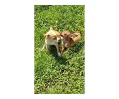 2 male Chihuahua Puppies