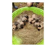 Ten Belgian Malinois puppies available - 2