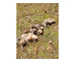 Ten Belgian Malinois puppies available - 3