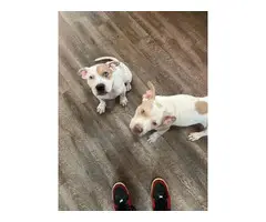2 female American Pitbull puppies
