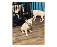 2 female American Pitbull puppies - 2