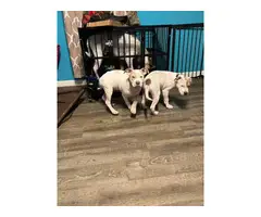 2 female American Pitbull puppies - 3
